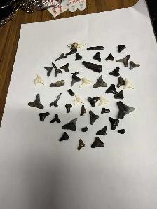 VARIOUS SHARK TEETH FOSSILIZED VERY OLD!