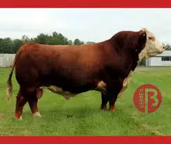 Black Angus Livestock - Photo 2