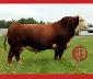 Black Angus Livestock - Photo 2