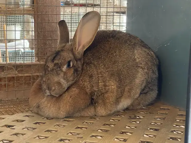 large breed rabbits for sale (New Zealand mix Flemish Giant)
