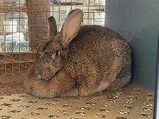 large breed rabbits for sale (New Zealand mix Flemish Giant)