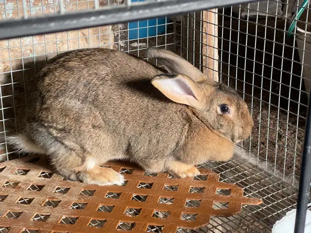 large breed rabbits for sale (New Zealand mix Flemish Giant) - Photo 2