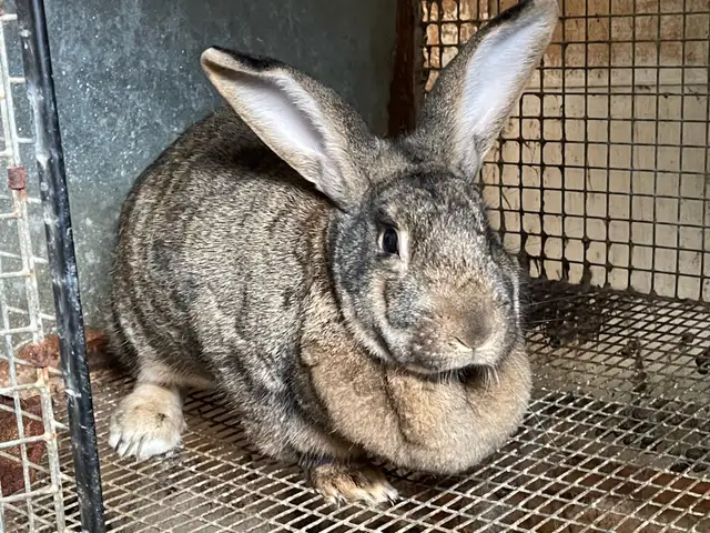 large breed rabbits for sale (New Zealand mix Flemish Giant) - Photo 3