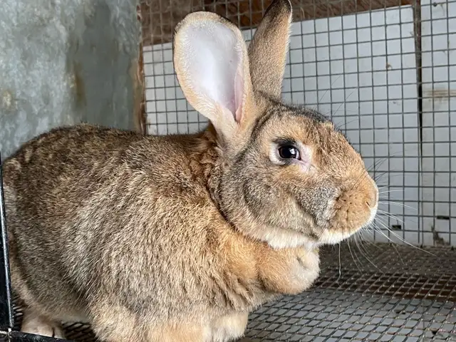 large breed rabbits for sale (New Zealand mix Flemish Giant) - Photo 4