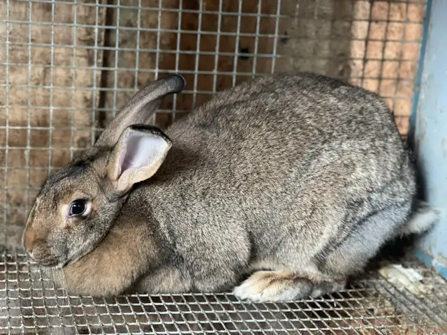 large breed rabbits for sale (New Zealand mix Flemish Giant) - Photo 5