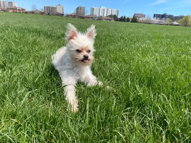 PUPPY LOOKING FOR A HOME