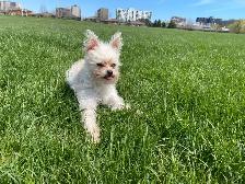 PUPPY LOOKING FOR A HOME