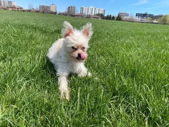 PUPPY LOOKING FOR A HOME - Photo 2