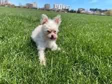 PUPPY LOOKING FOR A HOME - Photo 2