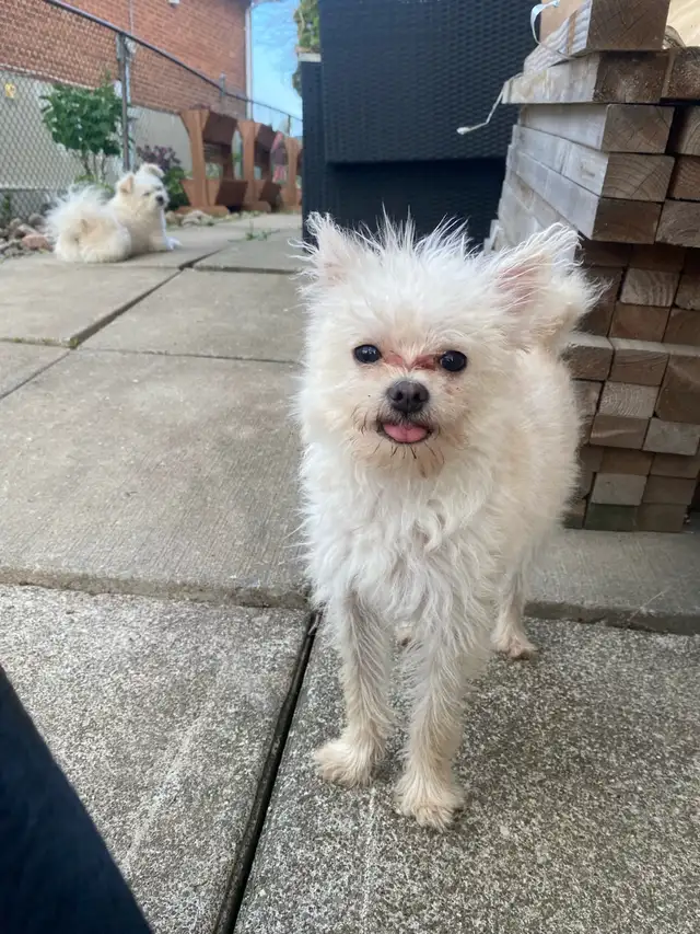 PUPPY LOOKING FOR A HOME - Photo 3