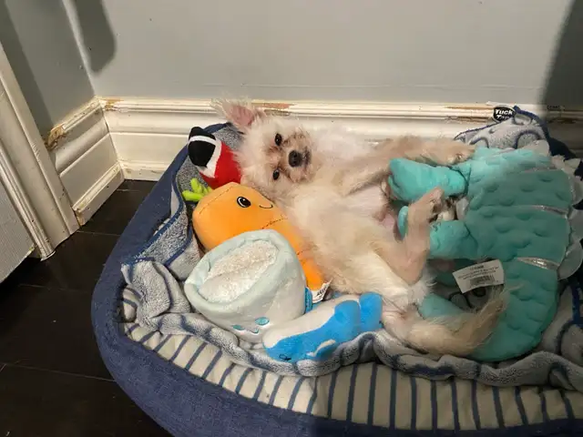 PUPPY LOOKING FOR A HOME - Photo 4