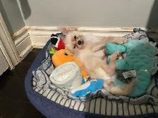 PUPPY LOOKING FOR A HOME - Photo 4