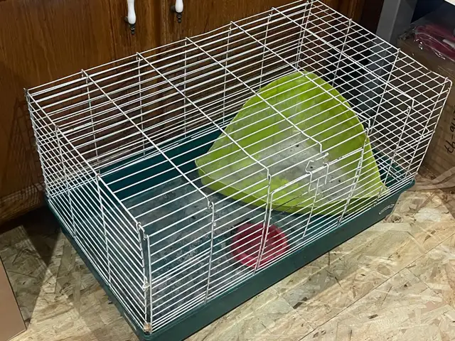 rabbit cage