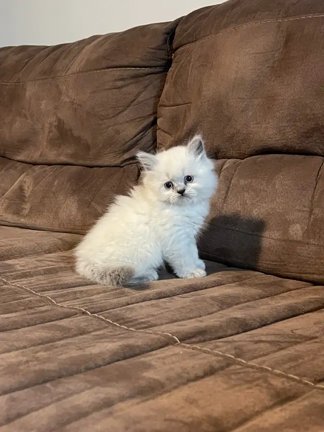 British Longhair Kittens!
