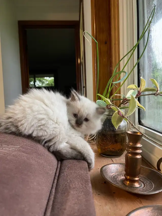 British Longhair Kittens! - Photo 2