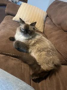 British Longhair Kittens! - Photo 3