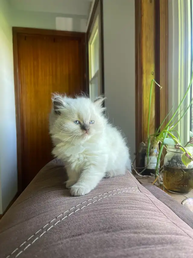 British Longhair Kittens! - Photo 4