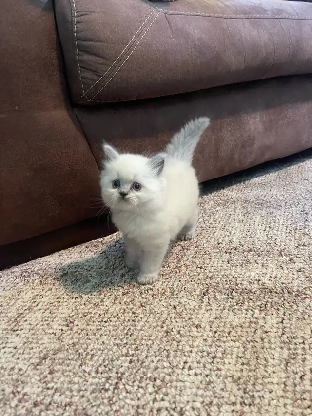 British Longhair Kittens! - Photo 5