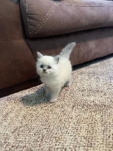 British Longhair Kittens! - Photo 5