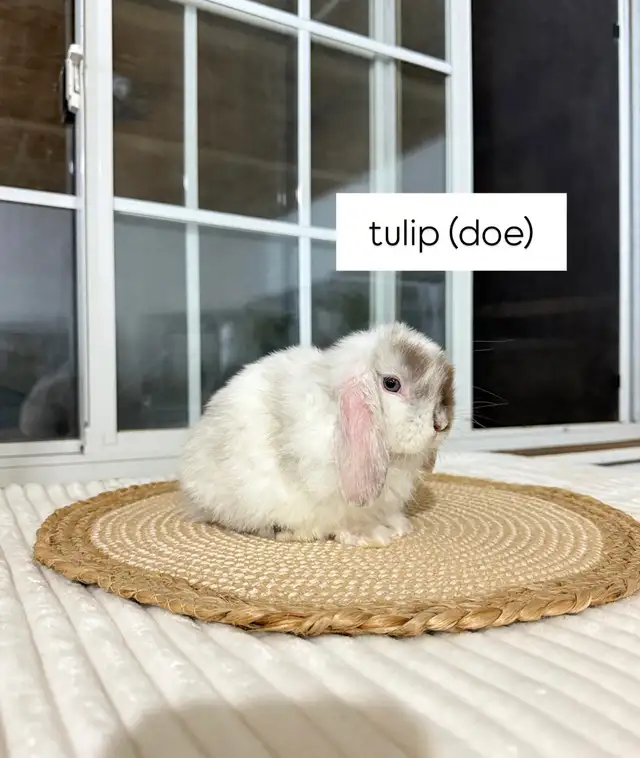 sweet holland lop baby bunnies