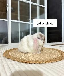 sweet holland lop baby bunnies