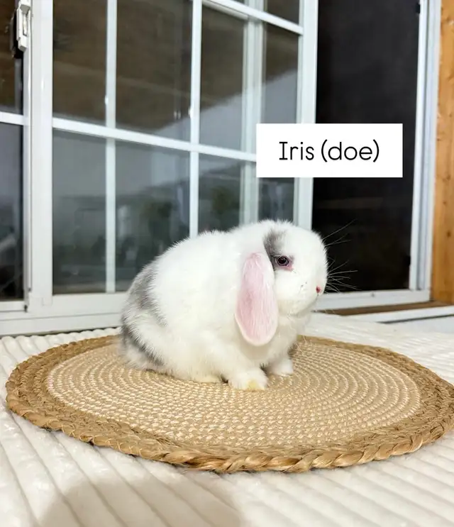 sweet holland lop baby bunnies - Photo 2