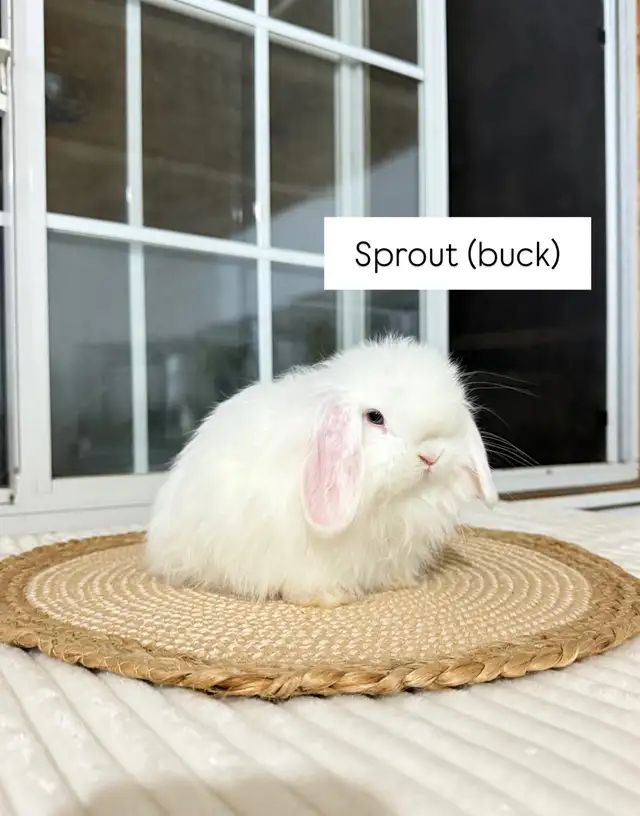 sweet holland lop baby bunnies - Photo 6