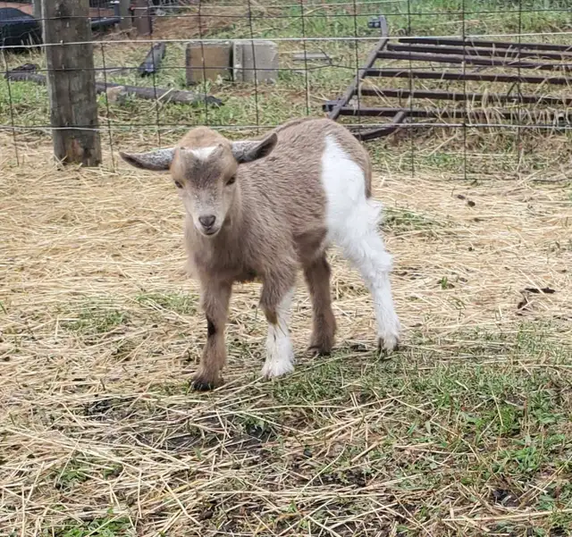 Nigerian Dwarf and Nigerian Dwarf/Pygmy kids
