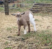 Nigerian Dwarf and Nigerian Dwarf/Pygmy kids