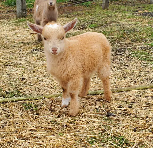 Nigerian Dwarf and Nigerian Dwarf/Pygmy kids - Photo 2