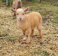 Nigerian Dwarf and Nigerian Dwarf/Pygmy kids - Photo 2