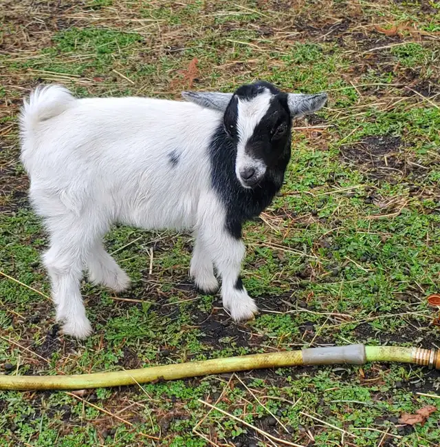 Nigerian Dwarf and Nigerian Dwarf/Pygmy kids - Photo 3