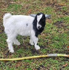 Nigerian Dwarf and Nigerian Dwarf/Pygmy kids - Photo 3