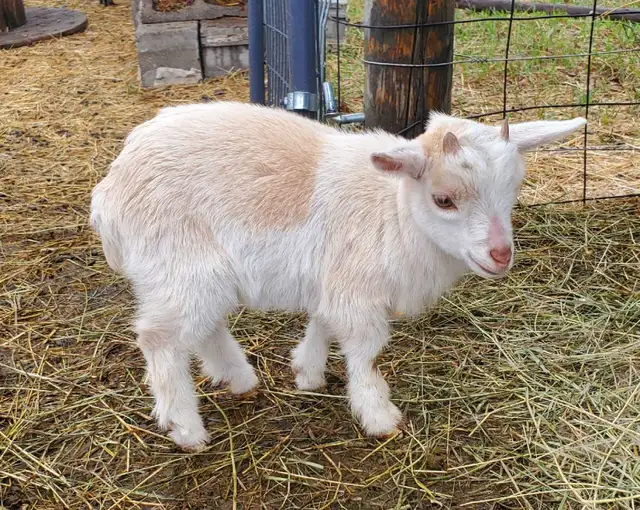 Nigerian Dwarf and Nigerian Dwarf/Pygmy kids - Photo 4
