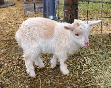 Nigerian Dwarf and Nigerian Dwarf/Pygmy kids - Photo 4