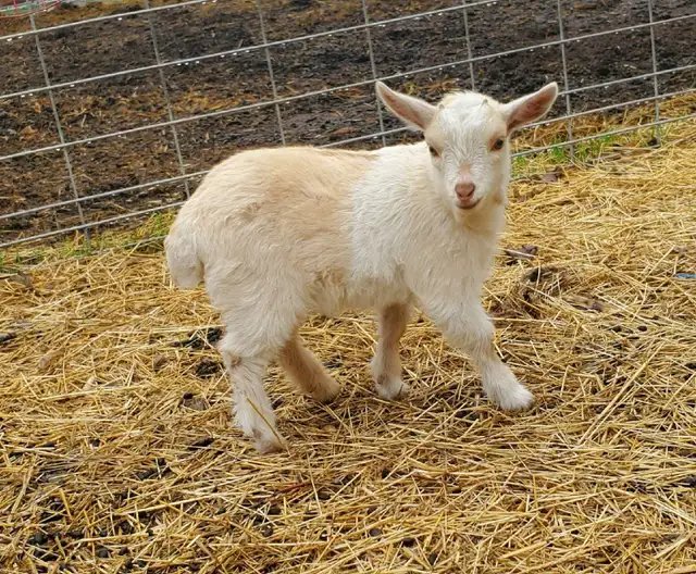 Nigerian Dwarf and Nigerian Dwarf/Pygmy kids - Photo 5