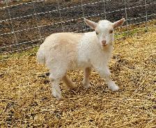 Nigerian Dwarf and Nigerian Dwarf/Pygmy kids - Photo 5