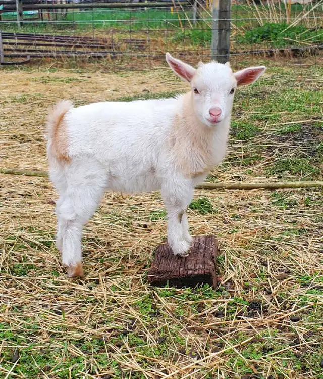 Nigerian Dwarf and Nigerian Dwarf/Pygmy kids - Photo 6