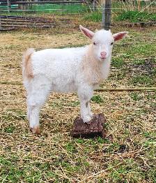 Nigerian Dwarf and Nigerian Dwarf/Pygmy kids - Photo 6