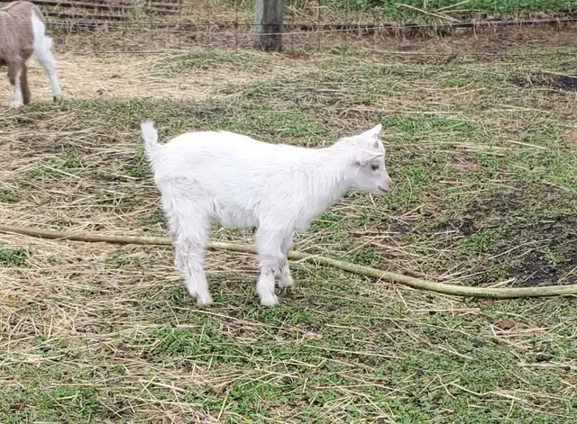 Nigerian Dwarf and Nigerian Dwarf/Pygmy kids - Photo 7