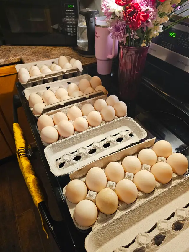 Duck eggs, 5 dollars a dozen