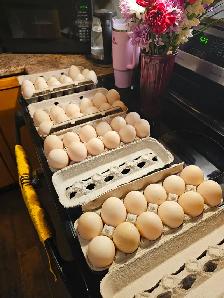 Duck eggs, 5 dollars a dozen