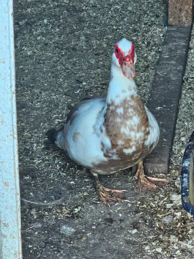 Duck eggs, 5 dollars a dozen - Photo 2