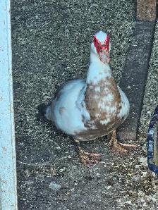 Duck eggs, 5 dollars a dozen - Photo 2