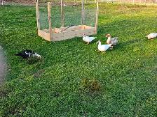 Duck eggs, 5 dollars a dozen - Photo 3