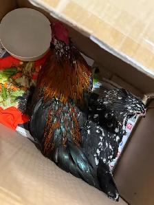 D’uccle Pair for Sale