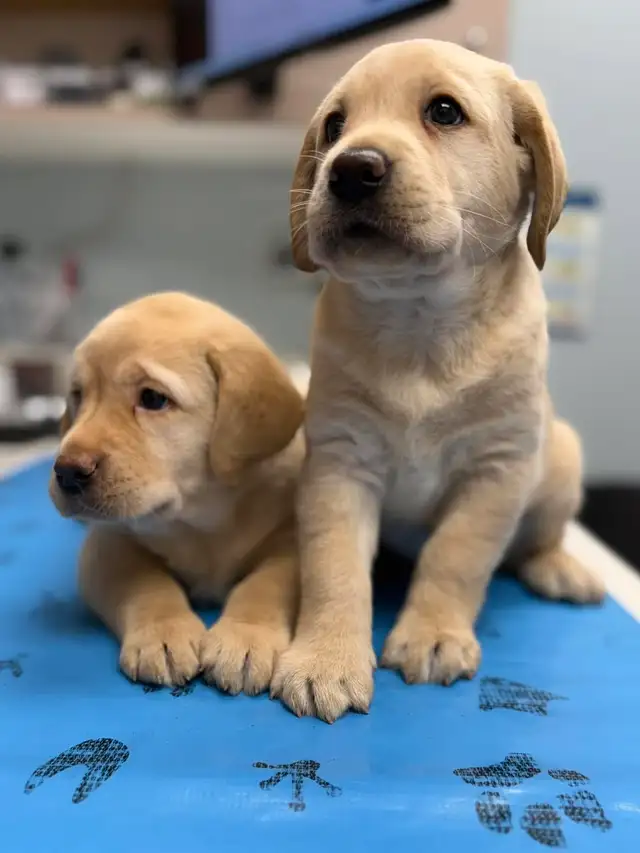 PB Labrador Retriever Pups