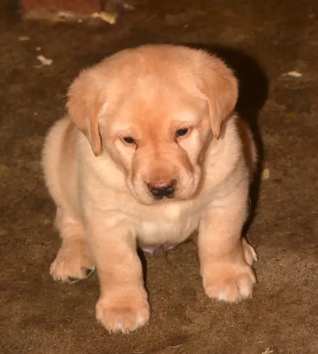PB Labrador Retriever Pups - Photo 2