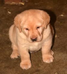 PB Labrador Retriever Pups - Photo 2