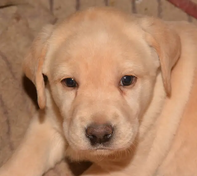 PB Labrador Retriever Pups - Photo 3